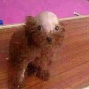 Meet your Posher, Tony